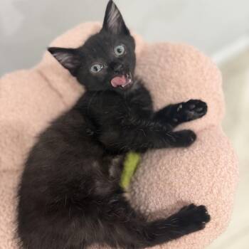 Clio -  Domestic Short Hair Cat for Adoption - Clio | PetCurious