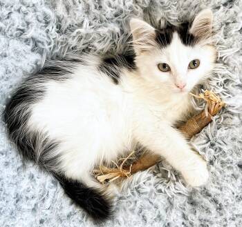 Rescue Domestic Medium Hair Cats for Adoption in Cincinnati, Ohio - Casper Von Eek | PetCurious