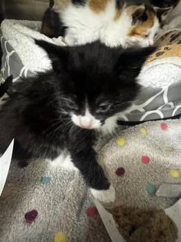 A198994 -  Domestic Medium Hair Cat for Adoption in Fremont, California - A198994 | PetCurious