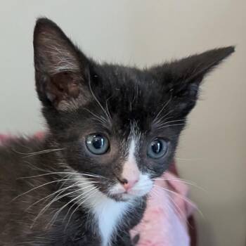 Dipstick -  Domestic Short Hair Cat for Adoption in Ottawa, Kansas - Dipstick | PetCurious