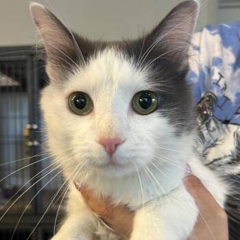 Domestic Medium Hair Cats Available for Adoption in Hanna City, Illinois - Stitch | PetCurious