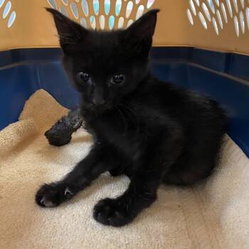 Leona -  Domestic Short Hair Cat for Adoption in Reno, Nevada - Leona | PetCurious