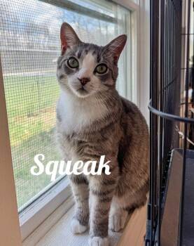 Rescue Domestic Short Hair Cats for Adoption in Manistee, Michigan - Squeak | PetCurious