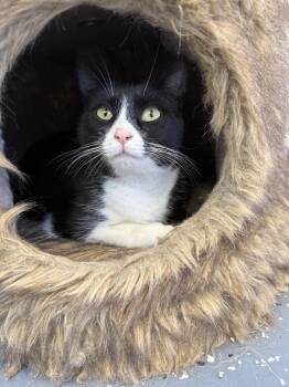 Domestic Short Hair Cats Available for Adoption - Dove | PetCurious