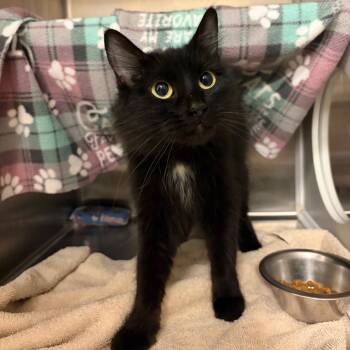 Rescue Domestic Medium Hair Cats for Adoption in Council Bluffs, Iowa - Apple Fritter | PetCurious