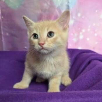Dune -  Domestic Short Hair Cat for Adoption in Fort Collins, Colorado - Dune | PetCurious