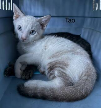 Rescue Domestic Short Hair and Siamese Cats for Adoption in Safety Harbor, Florida - Tao | PetCurious