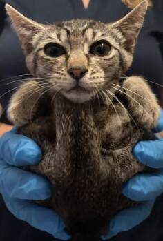 Taylor -  Domestic Short Hair Cat for Adoption in Honolulu, Hawaii - Taylor | PetCurious