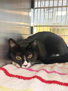 Demi -  Domestic Short Hair Cat for Adoption in Rockwall, Texas - Demi | PetCurious