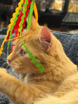 Gambino -  Domestic Medium Hair Cat for Adoption in Calgary, Alberta - Gambino | PetCurious