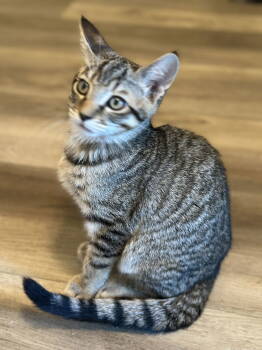 Rescue Tabby Cats for Adoption in Napa, California - Tiger ( Monica) | PetCurious