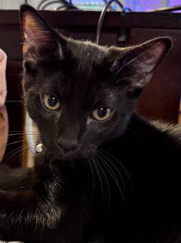 Wolfie -  Domestic Short Hair Cat for Adoption in Nashville, Tennessee - Wolfie | PetCurious
