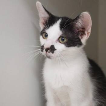 Bilby -  Domestic Short Hair Cat for Adoption in Verona, Wisconsin - Bilby | PetCurious