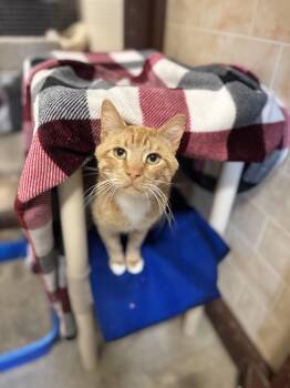 Ollie -  Domestic Short Hair Cat for Adoption in Mineral Point, Wisconsin - Ollie | PetCurious