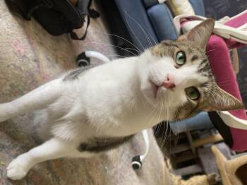 Rescue Domestic Short Hair Cats for Adoption in Tampa, Florida - Finn & Murphy | PetCurious