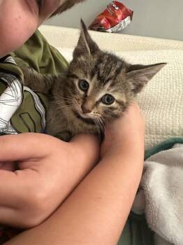 Jemi -  Domestic Short Hair Cat for Adoption in Adrian, Michigan - Jemi | PetCurious