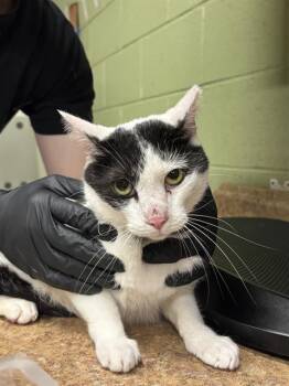 Domestic Short Hair Cats Available for Adoption - TURK | PetCurious