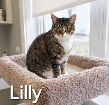 Domestic Short Hair Cats Available for Adoption - Lilly | PetCurious