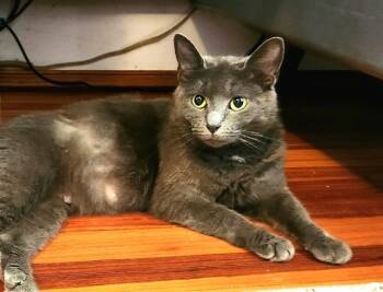 Rescue Russian Blue and Domestic Short Hair Cats for Adoption in Raleigh, North Carolina - CRAYOLA | PetCurious