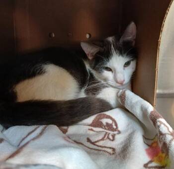 Paul Blart -  Domestic Short Hair Cat for Adoption in Sioux City, Iowa - Paul Blart | PetCurious