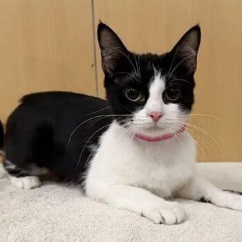 Khloe -  Domestic Medium Hair Cat for Adoption in Brentwood, Missouri - Khloe | PetCurious
