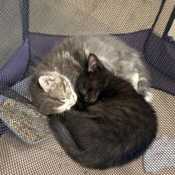 Saratoga -  Domestic Short Hair Cat for Adoption - Saratoga | PetCurious