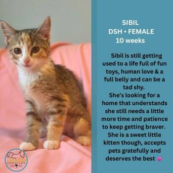 Sibil -  Domestic Short Hair Cat for Adoption in Clive, Alberta - Sibil | PetCurious