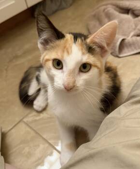 Reeses -  Domestic Short Hair and Calico Cat for Adoption in Williamsville, New York - Reeses | PetCurious