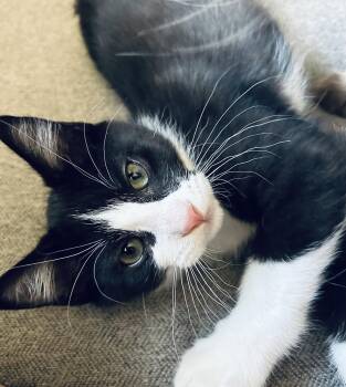 Billy Napa -  Tuxedo Cat for Adoption in Napa, California - Billy Napa | PetCurious
