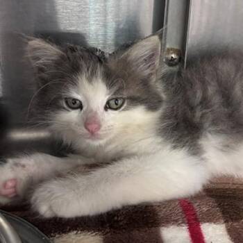 Elroy -  Domestic Long Hair Cat for Adoption in Allegan, Michigan - Elroy | PetCurious