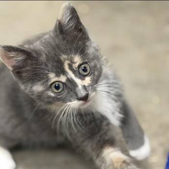 Domestic Short Hair Cats Available for Adoption in Midland, Texas - Belle | PetCurious