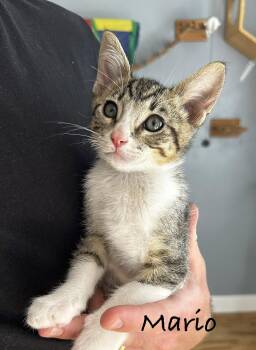 Mario -  Domestic Short Hair Cat for Adoption in Seal Beach, California - Mario | PetCurious