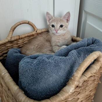 Franks 26-06-018 -  Domestic Short Hair Cat for Adoption in Bastrop, Texas - Franks 26-06-018 | PetCurious