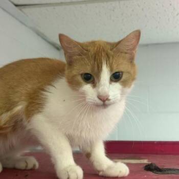 Clementine -  Domestic Short Hair Cat for Adoption in Kansas City, Missouri - Clementine | PetCurious