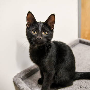 Rescue Domestic Short Hair and Extra Toes Cat Hemingway Polydactyl Cats for Adoption in St. Cloud, Florida - Red | PetCurious