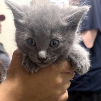 Gabe de Fluff -  Russian Blue and Domestic Medium Hair Cat for Adoption in Waldorf, Maryland - Gabe De Fluff | PetCurious