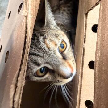 Ginger Snaps -  Domestic Short Hair Cat for Adoption in Philadelphia, Pennsylvania - Ginger Snaps | PetCurious