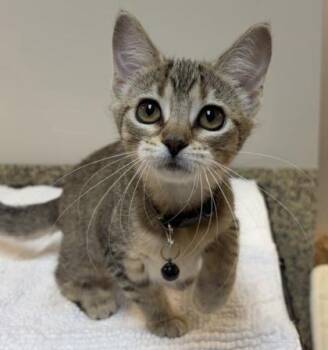 Bunny -  Domestic Short Hair Cat for Adoption in Merriam, Kansas - Bunny | PetCurious
