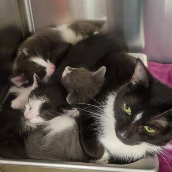 Domestic Short Hair Cats Available for Adoption in Wheeling, Illinois - Chubby Checker | PetCurious