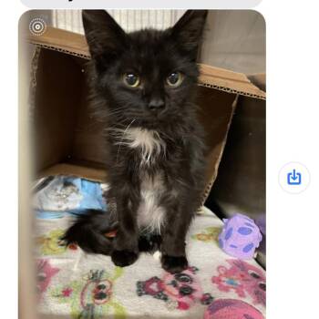 Rescue Domestic Long Hair Cats for Adoption in New York, New York - Lucify | PetCurious