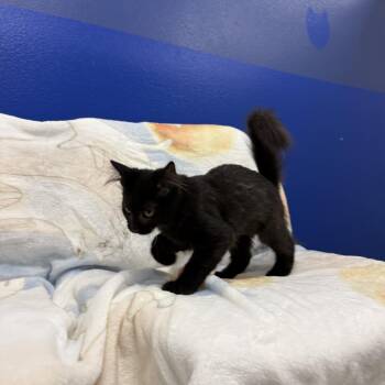 Ruby -  Domestic Short Hair Cat for Adoption in Los Angeles, California - Ruby | PetCurious