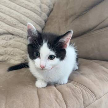 Cheese Grater -  Domestic Short Hair Cat for Adoption in South Elgin, Illinois - Cheese Grater | PetCurious