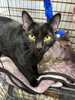 Rescue Domestic Short Hair Cats for Adoption in Richmond, Kentucky - Seance | PetCurious