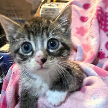 Figaro -  Domestic Short Hair Cat for Adoption in Waldorf, Maryland - Figaro | PetCurious