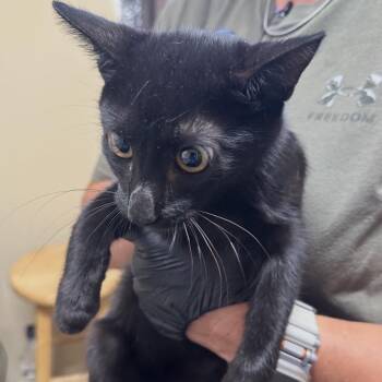 Vito -  Domestic Short Hair Cat for Adoption in Corinth, Mississippi - Vito | PetCurious