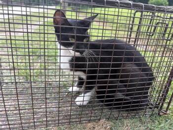 Domestic Short Hair Cats Available for Adoption in Houston, Texas - A657116 | PetCurious