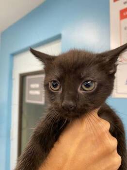 Domestic Short Hair Cats Available for Adoption in Daytona Beach, Florida - Desk Lamp | PetCurious