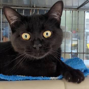 Domestic Short Hair Cats Available for Adoption - Truly | PetCurious