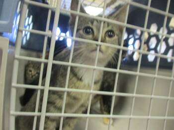 Rescue Domestic Short Hair Cats for Adoption in Ocala, Florida - BACON | PetCurious