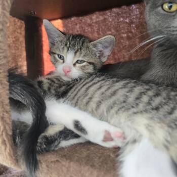 Domestic Short Hair Cats Available for Adoption in Eagle Mountain, Utah - Squishy Tiner | PetCurious